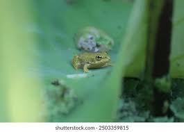 Attēlu rezultāti vaicājumam “Pelophylax juvenile”
