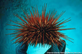 Image result for Mesocentrotus franciscanus