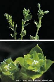 Attēlu rezultāti vaicājumam “Stellaria pallida”