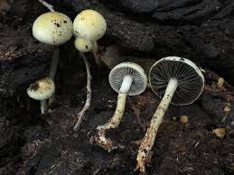 Attēlu rezultāti vaicājumam “Protostropharia alcis”