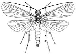 Attēlu rezultāti vaicājumam “Trichoptera”