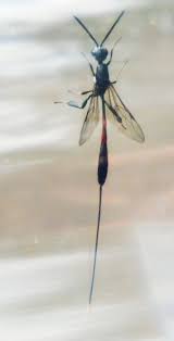 Attēlu rezultāti vaicājumam “Gasteruption jaculator imago”