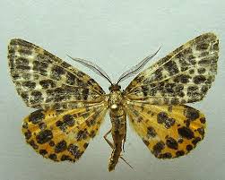 Attēlu rezultāti vaicājumam “Arichanna melanaria”