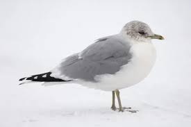 Attēlu rezultāti vaicājumam “Larus canus adult”