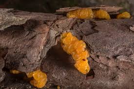 Attēlu rezultāti vaicājumam “Dacrymyces chrysospermus”