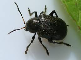 Attēlu rezultāti vaicājumam “Adoxus obscurus”