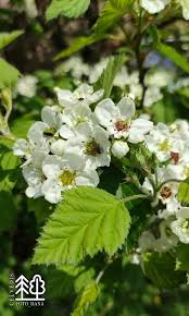Attēlu rezultāti vaicājumam “Crataegus submollis”
