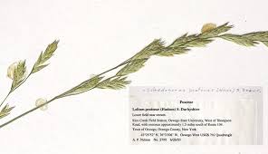 Attēlu rezultāti vaicājumam “Festuca pratensis”