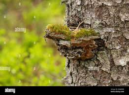 Attēlu rezultāti vaicājumam “Phellinus chrysoloma”