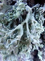 Attēlu rezultāti vaicājumam “Ramalina pollinaria”