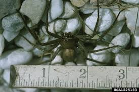 Attēlu rezultāti vaicājumam “Sparassidae”