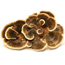 Attēlu rezultāti vaicājumam “Trametes versicolor”