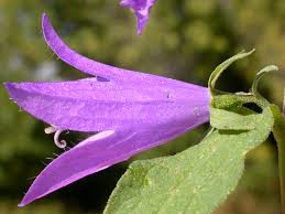 Attēlu rezultāti vaicājumam “Campanula rapunculoides”