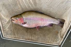 Image result for Oncorhynchus mykiss