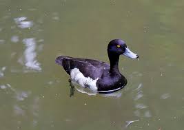 Image result for Aythya fuligula