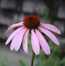 Image result for Echinacea purpurea