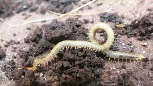 Attēlu rezultāti vaicājumam “Geophilidae”