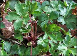 Attēlu rezultāti vaicājumam “Sanicula europaea bud”