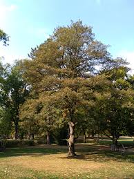 Attēlu rezultāti vaicājumam “Quercus robur fo. pectinata”
