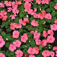 Image result for Impatiens walleriana