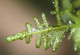 Attēlu rezultāti vaicājumam “Neckera complanata”