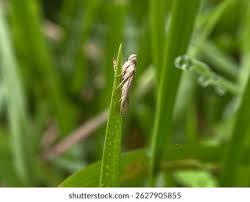 Attēlu rezultāti vaicājumam “Elachistidae”