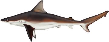 Image result for Carcharhinus brachyurus