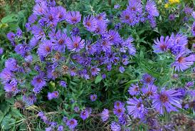 Attēlu rezultāti vaicājumam “Symphyotrichum novae-angliae”