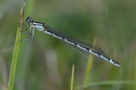 Attēlu rezultāti vaicājumam “Enallagma cyathigerum male”