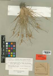 Attēlu rezultāti vaicājumam “Carex lepidocarpa”