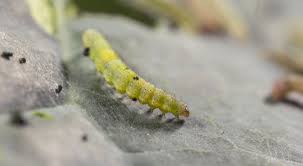 Attēlu rezultāti vaicājumam “Plutellidae”