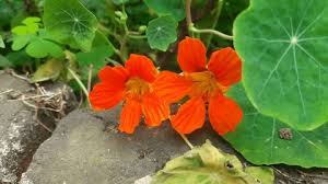 Attēlu rezultāti vaicājumam “Tropaeolaceae”