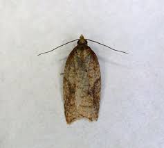 Attēlu rezultāti vaicājumam “Acleris aspersana”