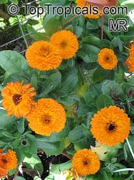 Attēlu rezultāti vaicājumam “Calendula officinalis”