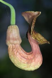 Attēlu rezultāti vaicājumam “Aristolochia durior flower”