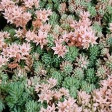 Attēlu rezultāti vaicājumam “Sedum hispanicum”