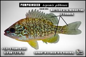 Image result for Lepomis gibbosus