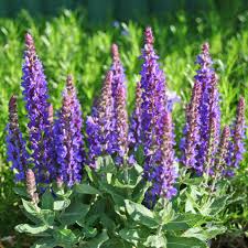 Attēlu rezultāti vaicājumam “Salvia nemorosa”