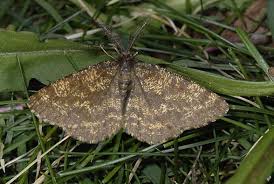 Attēlu rezultāti vaicājumam “Ematurga atomaria”