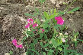 Attēlu rezultāti vaicājumam “Lathyrus tuberosus”