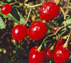 Attēlu rezultāti vaicājumam “Solanum dulcamara fruit”