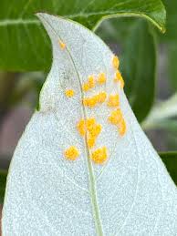 Attēlu rezultāti vaicājumam “Melampsora epitea”