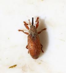 Attēlu rezultāti vaicājumam “Brachonyx pineti”