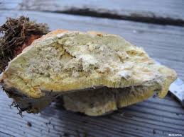 Attēlu rezultāti vaicājumam “Fomitopsis pinicola”