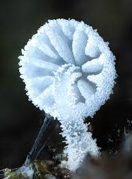 Attēlu rezultāti vaicājumam “Ramariopsis pulchella”