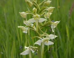 Attēlu rezultāti vaicājumam “Platanthera chlorantha flower”