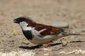 Attēlu rezultāti vaicājumam “Passer domesticus male”