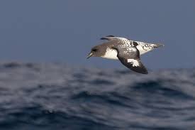 Attēlu rezultāti vaicājumam “Chlidonias hybrida adult”