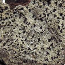 Attēlu rezultāti vaicājumam “Arthonia byssacea”