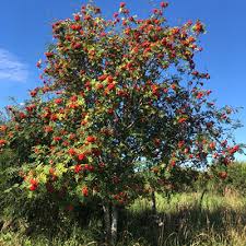 Attēlu rezultāti vaicājumam “Sorbus aucuparia flower”